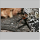 Ephialtes cf manifestator - Schlupfwespe 06a 16mm-fdet03.jpg